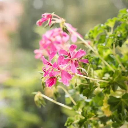 Апартаменты Casa Nel Centro Di