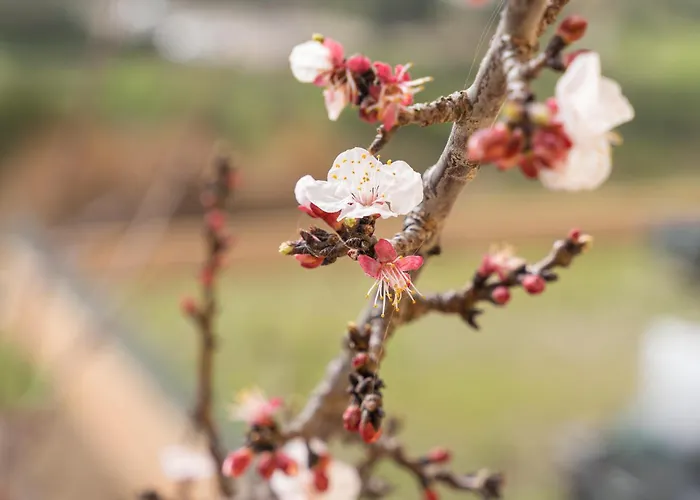 Апартаменты Casa Nel Centro Di Будони